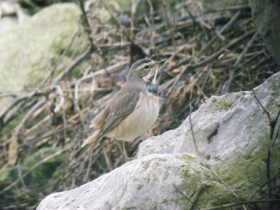 bluethroat_ballinclamper_20112011_dw_045.jpg