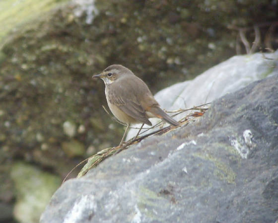 bluethroat_ballinclamper_20112011_mc_snv38422.jpg