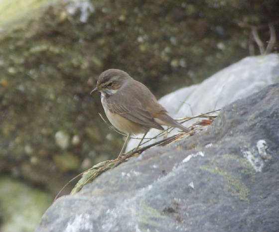 bluethroat_ballinclamper_20112011_mc_snv38425.jpg