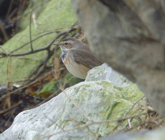 bluethroat_ballinclamper_20112011_mc_snv38436.jpg