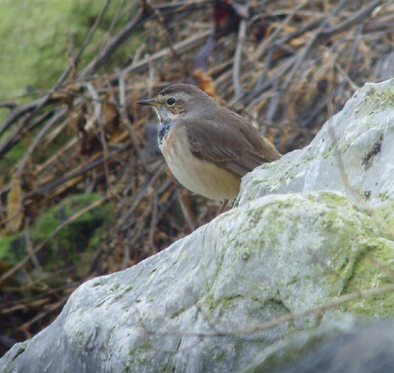 bluethroat_ballinclamper_20112011_mc_snv38442.jpg