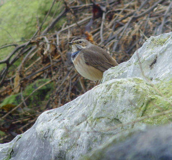 bluethroat_ballinclamper_20112011_mc_snv38443.jpg