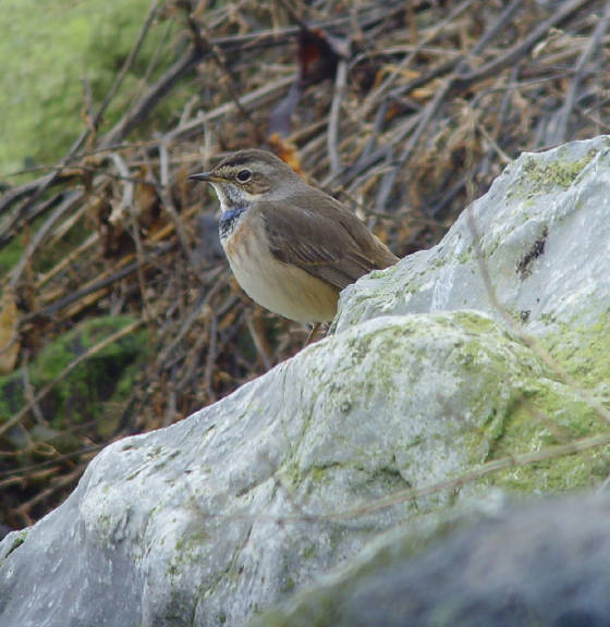 bluethroat_ballinclamper_20112011_mc_snv38444.jpg