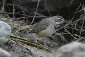 bluethroat_ballinclamper_pa_211111_4294sml.jpg