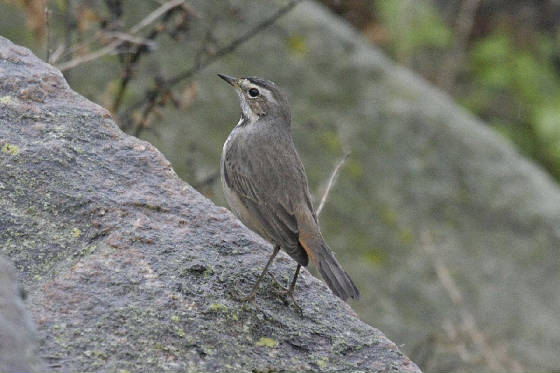 bluethroat_ballinclamper_pa_211111_4363sml.jpg