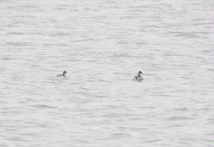 bngrebes_dungarvan_30122010_062.jpg