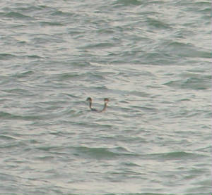 bngrebes_dungarvan_mc_22012012_snv38667.jpg