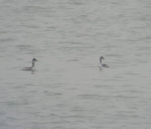 bngrebes_dungarvan_mc_28012012_snv38702.jpg