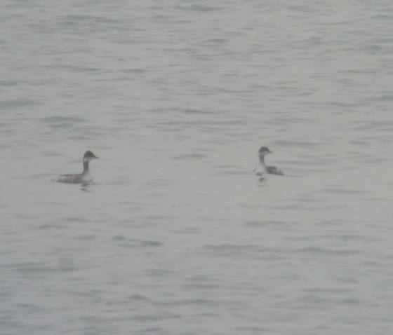 bngrebes_dungarvan_mc_28012012_snv38702.jpg