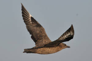 bonxie1_offde_am_13012012.jpg