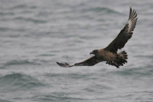 bonxie1s_am_08012012.jpg