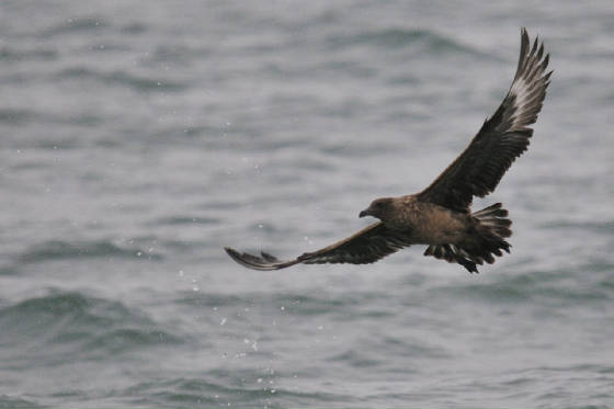 bonxie1s_am_08012012.jpg