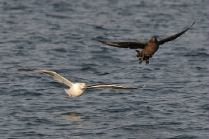 bonxie2_offde_am_13012012.jpg