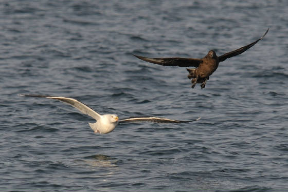 bonxie2_offde_am_13012012.jpg