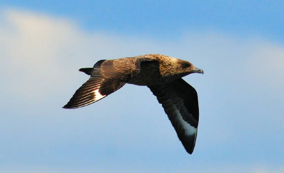 bonxie_1_westwaterford_17082011.jpg