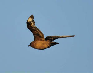 bonxie_22012011.jpg
