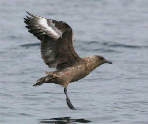 bonxie_helvickhd_7sep2007_img_4017.jpg