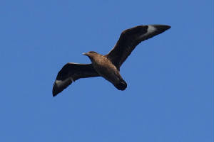 bonxie_minehead_09092009_img_0916_small.jpg