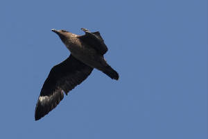 bonxie_minehead_09092009_img_0928_small.jpg