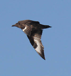 bonxie_westwat_06112011_img_2503_medium.jpg