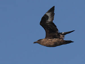 bonxie_westwat_06112011_img_2504_medium.jpg