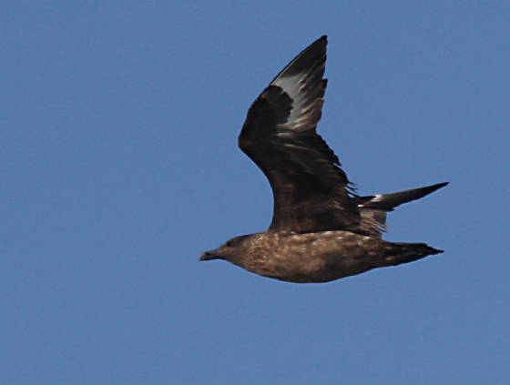 bonxie_westwat_06112011_img_2504_medium.jpg