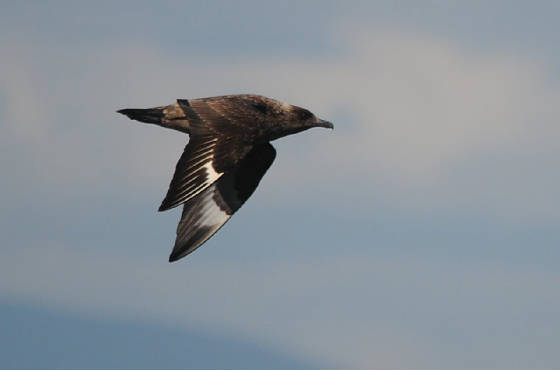 bonxie_westwat_17082011_3.jpg