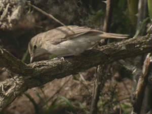 bootedwarbler_cunnigar_27aug2006_16.jpg