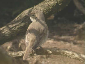 bootedwarbler_cunnigar_27aug2006_20.jpg