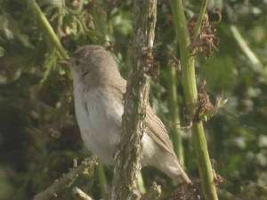 bootedwarbler_cunnigar_27aug2006_30.jpg