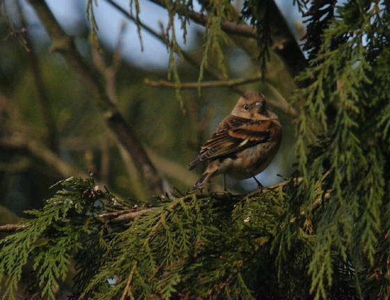 brambling_cappoquin_adm_04042013.jpg