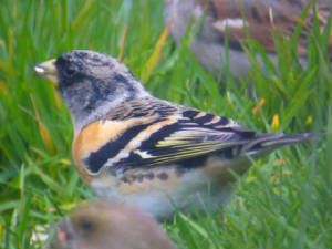 brambling_dungarvan_18march2006_2.jpg