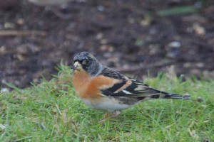 brambling_strandside_14022011_img_4316_small.jpg