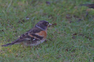 brambling_strandside_14022011_img_4362_small.jpg