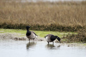 brentgeese2_tramorebstrand_mg_01032012.jpg