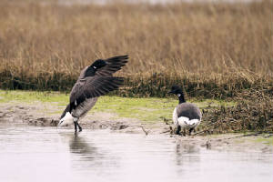 brentgeese3_tramorebstrand_mg_01032012.jpg