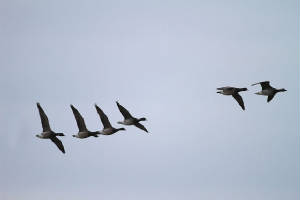 brentgeese4_tramorebstrand_mg_01032012.jpg