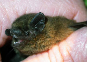pipistrellesp_brownstownhd_01082009_dscn0656.jpg
