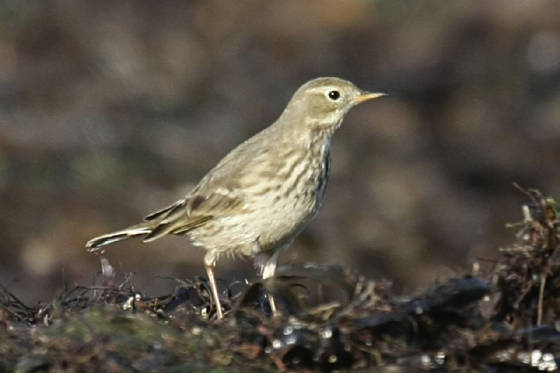 buffbelliedpipit_clonea_221111_pa_1111_4505crop.jpg