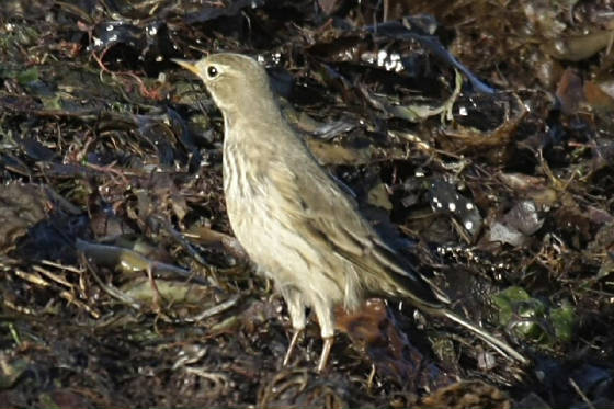 buffbelliedpipit_clonea_221111_pa_1111_4544crop.jpg