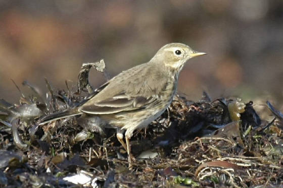 buffbelliedpipit_clonea_221111_pa_1111_4555crop.jpg