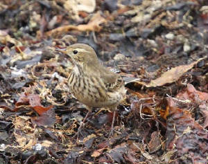 buffbpipit_clonea_18102010_img_3130_small.jpg