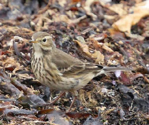 buffbpipit_clonea_18102010_img_3159_small.jpg