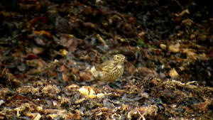 buffbpipit_clonea_18102010_p1230958.jpg