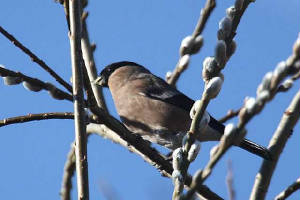 bullfinch_female_brickey_13032010_img_8247_small.jpg