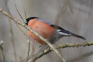 bullfinch_male_brickey_13032010_img_8419_small.jpg