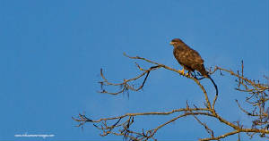 buzzard3_eastwfd_rz_18032012.jpg