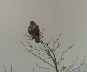 buzzard_01012011_snv36644.jpg