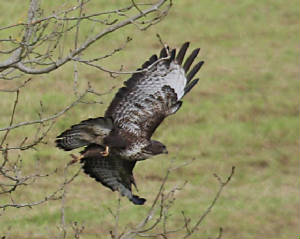 buzzard_13102011_dc_img_9177_small.jpg