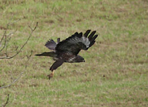 buzzard_13102011_dc_img_9179_small.jpg